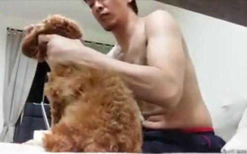 国外虐泰迪视频,引发全球关注与谴责