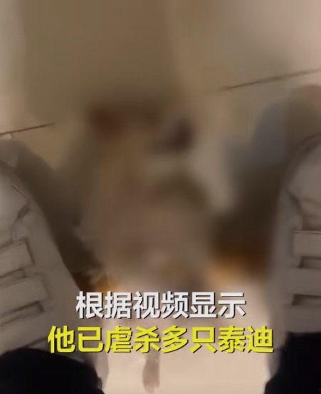 国外虐泰迪视频,引发全球关注与谴责