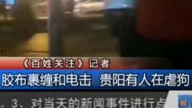 国外虐泰迪视频,引发全球关注与谴责