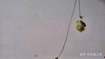 蚕蛹钓鱼视频,古老智慧与现代技巧的完美融合