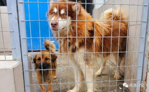 流浪犬视频,温情与困境交织