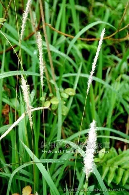 白茅根视频,天然草本植物的神奇功效与养生之道