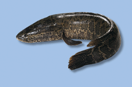 黑鱼的切片视频教程,轻松掌握高效剪辑技巧