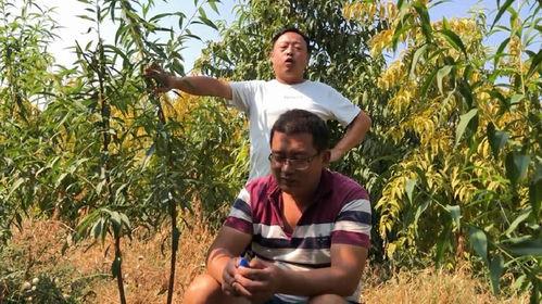 桃树嫁接技术视频