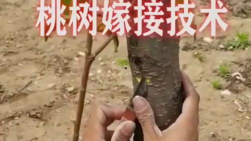 桃树嫁接技术视频