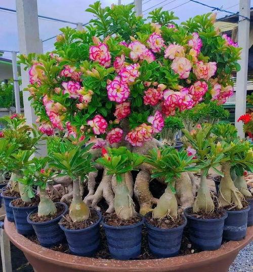 沙漠玫瑰养殖视频