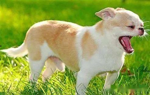 狗咳嗽视频,常见原因及应对措施