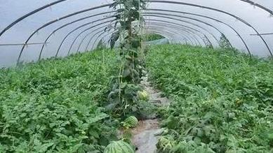 西瓜种植管理技术视频,西瓜种植管理技术要点解析