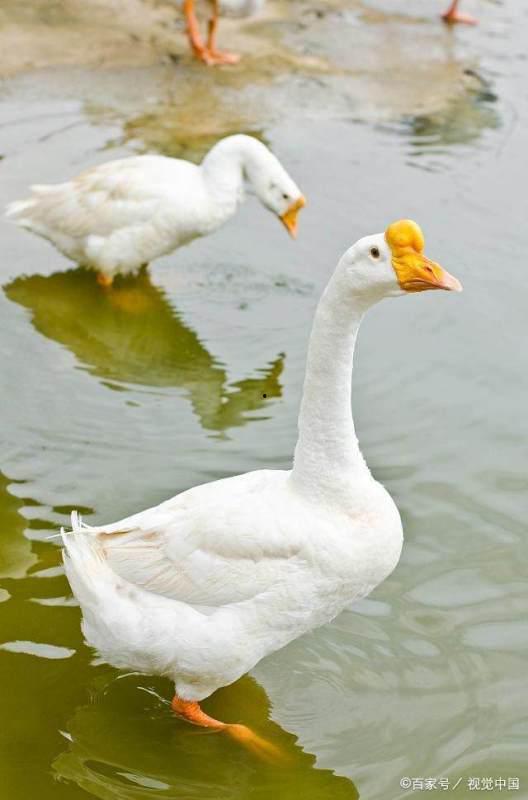 鹅鹅鹅古诗视频,古韵悠扬，诗意盎然的古诗之旅