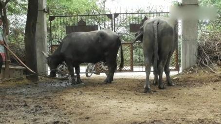大猩猩配种视频,自然繁衍的震撼瞬间