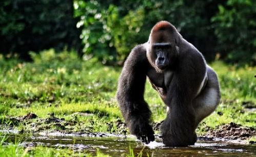 大猩猩配种视频,自然繁衍的震撼瞬间