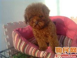 暴打泰迪视频,暴打泰迪事件引发公众关注与反思