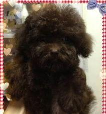 暴打泰迪视频,暴打泰迪事件引发公众关注与反思