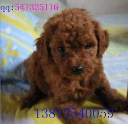 暴打泰迪视频,暴打泰迪事件引发公众关注与反思