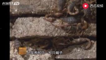 养蝎技术视频,从入门到精通全解析