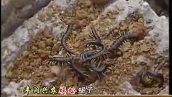 养蝎技术视频,从入门到精通全解析